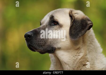 Sivas Kangal Portrait Stock Photo