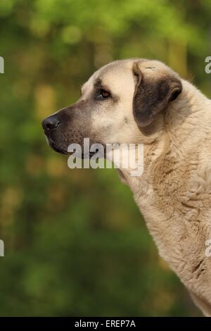 Sivas Kangal Portrait Stock Photo