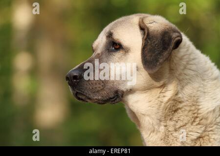 Sivas Kangal Portrait Stock Photo