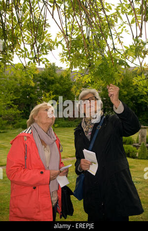 Two elderly women examining a Weeping Willow tree in a garden in Hampshire, UK. Stock Photo