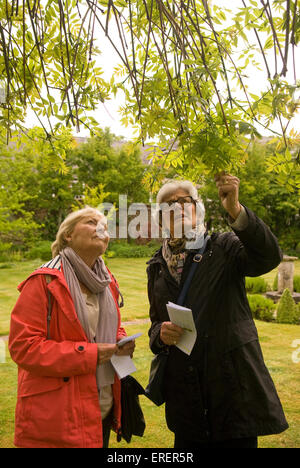 Two elderly women examining a Weeping Willow tree in a garden in Hampshire, UK. Stock Photo