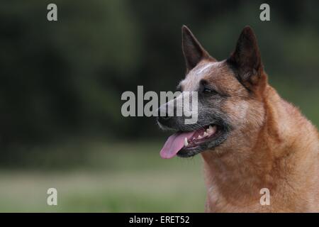 Australian Cattle Dog Portrait Stock Photo