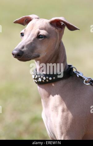 Italian Greyhound Portrait Stock Photo