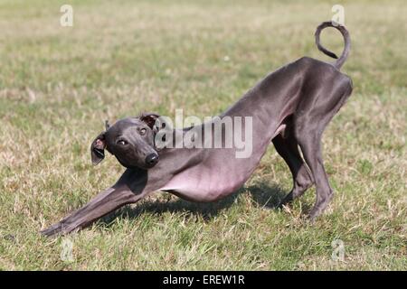 stretching Italian Greyhound Stock Photo
