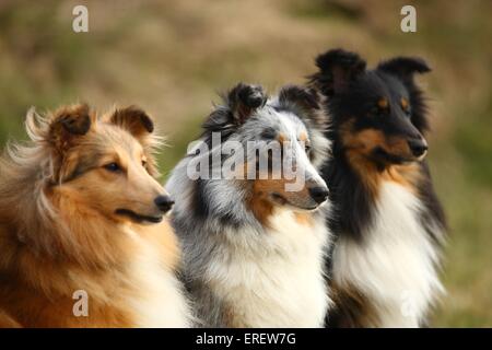 Shelties, blue-merle and sable-white / Shetland Sheepdog |Shelties ...