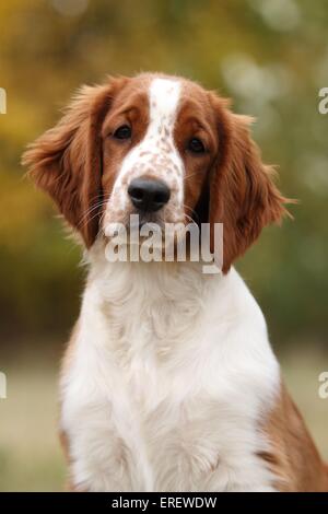 young Welsh Springer Spaniel Stock Photo