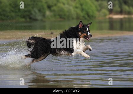 jumping Australian Shepherd Stock Photo