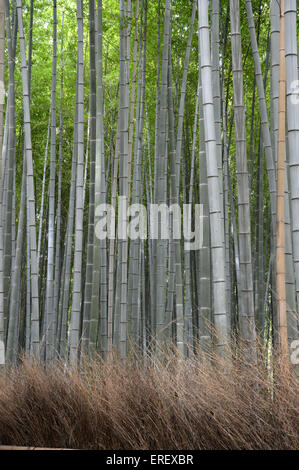 Japanese Bamboo  Phyllostachys Aurea Koi wood timber forest Japan straight  leaves, farmed timber, Stock Photo