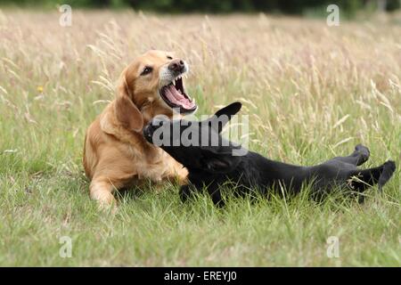 2 dogs Stock Photo