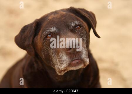 Labrador Retriever Portrait Stock Photo