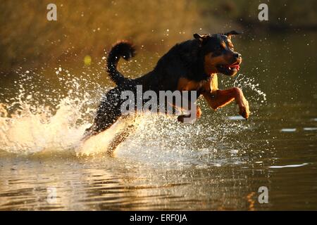 jumping Rottweiler Stock Photo