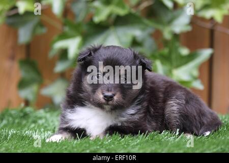 Cute puppy of shetland sheepdog is lying in the green grass. Three ...