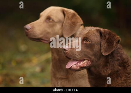 Portrait Of Two Chesapeake Bay Retriever Dogs In Outdoors Stock Photo 