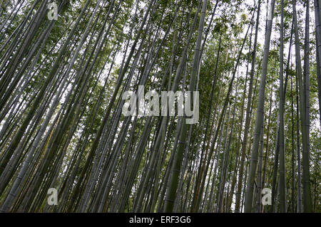 Japanese Bamboo  Phyllostachys Aurea Koi wood timber forest Japan straight  leaves harvest harvesting Stock Photo