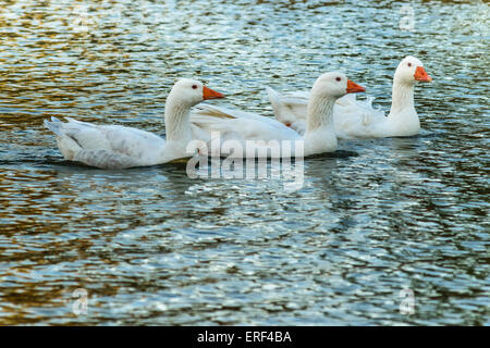 Group of geese swimming at lake in a park located in Montevideo; Uruguay Stock Photo