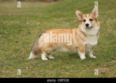 Welsh Corgi Pembroke Stock Photo