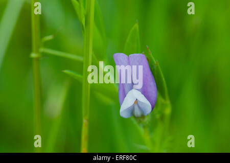 A shot of a flower of Bithynian Vetch, a rarity in Essex and taken at the Belton Hills NR on a rainy day Stock Photo