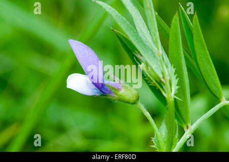 A shot of a flower of Bithynian Vetch, a rarity in Essex and taken at the Belton Hills NR Stock Photo