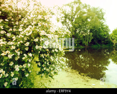 Flowering shrub with white flowers on the banch of lake. 2nd June, 2015. Grungy style © Igor Golovniov/ZUMA Wire/Alamy Live News Stock Photo