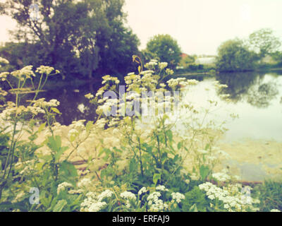 Blooming flowers on the banch of lake. 2nd June, 2015. Grungy style © Igor Golovniov/ZUMA Wire/Alamy Live News Stock Photo