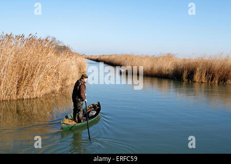 Hunting on the Scamandre pond in Gallician, little Camargue, Languedoc Roussillon, France Stock Photo