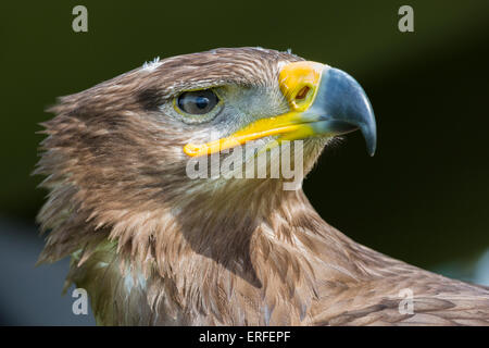 Portrait of  a Russian Steppe eagle Stock Photo
