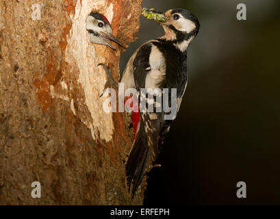 Female Great spotted woodpecker feeding young with caterpillars
