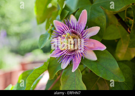 Passion flower (Passiflora) in full bloom Stock Photo