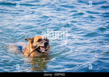 German Shepherd playing fetch the stick. Stock Photo