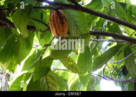 cacao tree pod Stock Photo