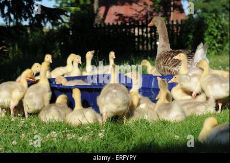 geese Stock Photo