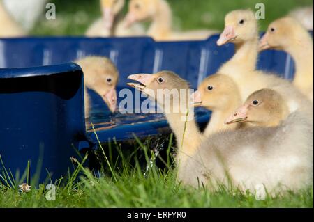 young geese Stock Photo