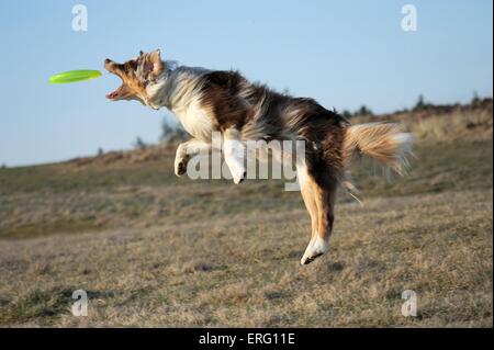 playing Australian Shepherd Stock Photo