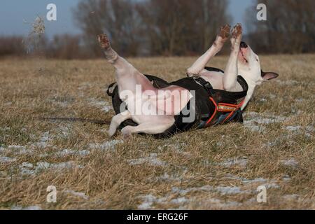 rolling Miniature Bullterrier Stock Photo
