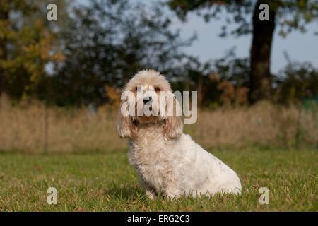 sitting Petit Basset Griffon Vendeen Stock Photo