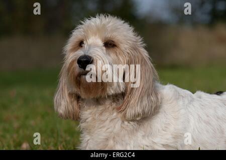 Petit Basset Griffon Vendeen Portrait Stock Photo