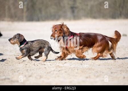 2 Dachshunds Stock Photo