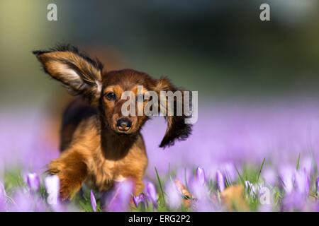 running Rabbit Dachshund Stock Photo