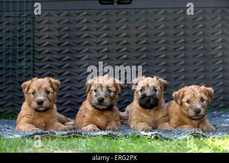 Irish Soft Coated Wheaten Terrier Puppies Stock Photo