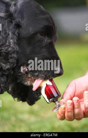 English Cocker Spaniel eating icecream Stock Photo