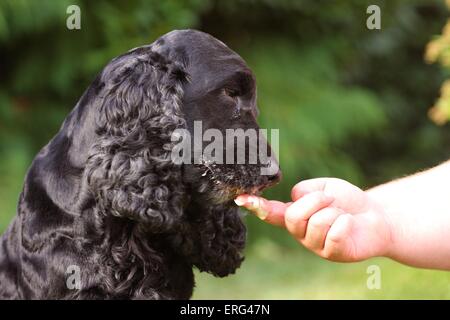 English Cocker Spaniel eating icecream Stock Photo