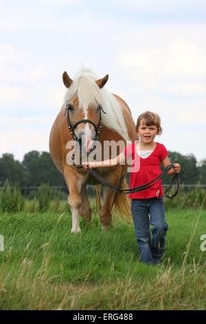 girl with Haflinger horse Stock Photo