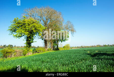 Horse Chesnut and Ash Trees in the Chiltern Hills Stock Photo