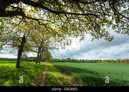 Tree lined path across farm fields in the Chiltern Hills Stock Photo
