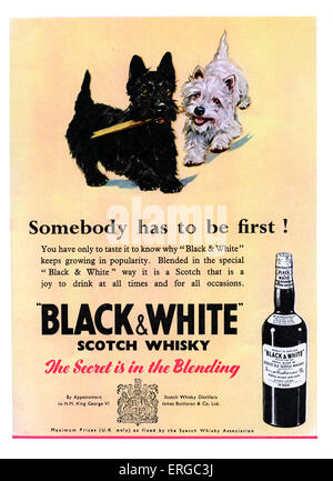 Advertisement for Black & White Scotch Whiskey. Source 1951.  Caption reads 'The secret is in the blending'.  Illustration of Stock Photo