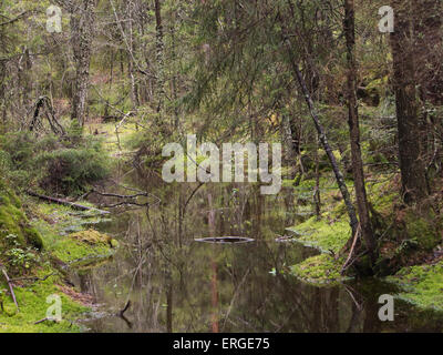 Boggy part of the Ostmarka forest in Oslo Norway, wet, dark and not easily accessible Stock Photo