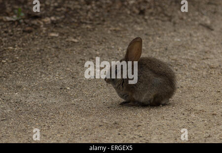Baby bunny rabbit, Sylvilagus bachmani, wild brush rabbit on a hiking path in Irvine, Southern California in Spring Stock Photo