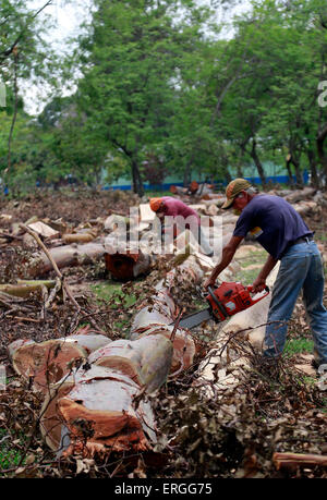 San Jose, Costa Rica. 2nd June, 2015. Municipal employees fell eucalyptus trees, not native species of Costa Rica, in La Sabana Park, in San Jose, Costa Rica, on June 2, 2015. The project of the National Institute of Biodiversity seeks to sow about 2,600 trees of 178 native species, such as how ceiba, candelillo, ron ron, ojochillo, nazareno and guayacan real, in order to attract to 130 species of birds and insects. © Kent Gilbert/Xinhua/Alamy Live News Stock Photo