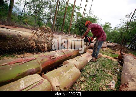 San Jose, Costa Rica. 2nd June, 2015. A municipal employee fells eucalyptus trees, not native species of Costa Rica, in La Sabana Park, in San Jose, Costa Rica, on June 2, 2015. The project of the National Institute of Biodiversity seeks to sow about 2,600 trees of 178 native species, such as how ceiba, candelillo, ron ron, ojochillo, nazareno and guayacan real, in order to attract to 130 species of birds and insects. © Kent Gilbert/Xinhua/Alamy Live News Stock Photo