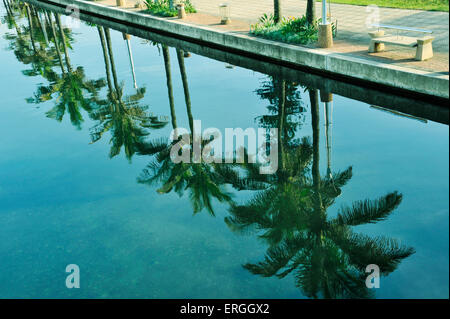 Reflection of green palm fronts in still water of canal in beachfront of Durban Stock Photo